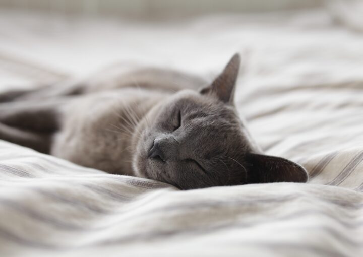 This is an image of quality sleep